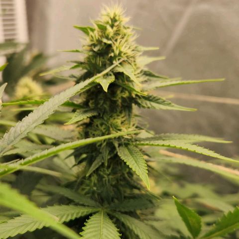 Purple Buddha #1 growlog timeline photo