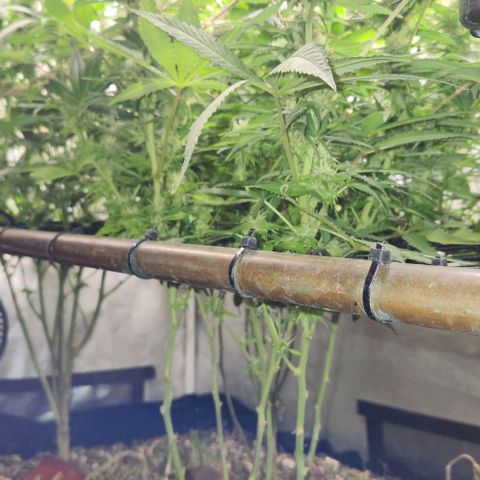 Purple Buddha #2 growlog timeline photo