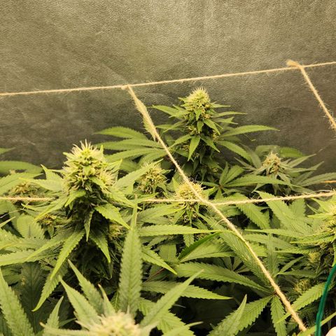 Purple Buddha #1 growlog timeline photo