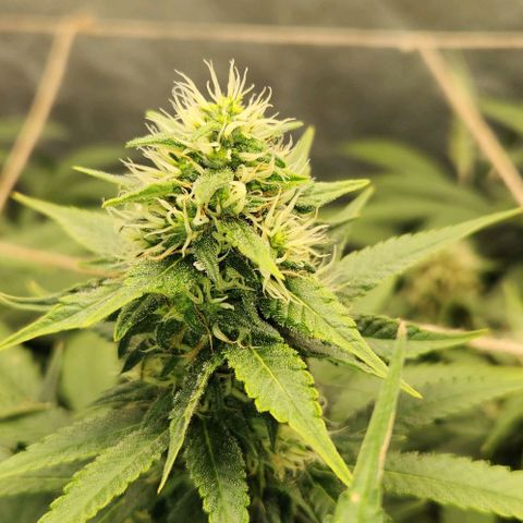 Purple Buddha #1 growlog timeline photo