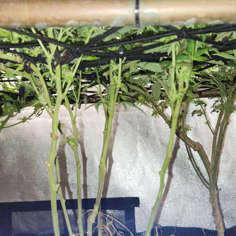 Purple Buddha #2 growlog timeline photo