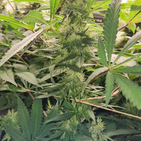 Purple Buddha #2 growlog timeline photo