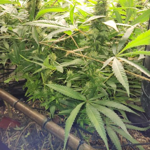 Purple Buddha #2 growlog timeline photo