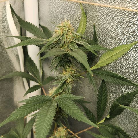God Bud #2 growlog timeline photo