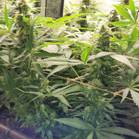 Purple Buddha #2 growlog timeline photo