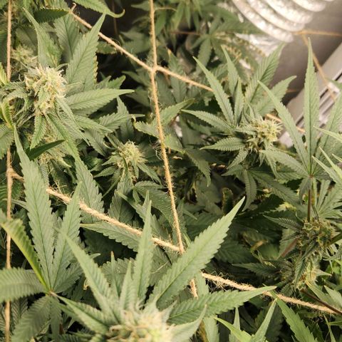 God Bud #1 growlog timeline photo