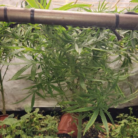 BLUE DREAM growlog timeline photo