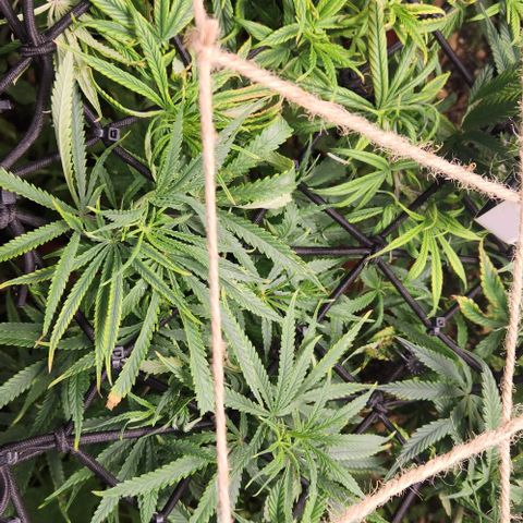 BLUE DREAM growlog timeline photo