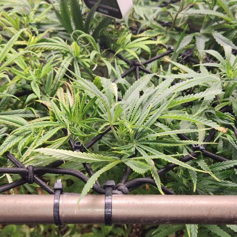 BLUE DREAM growlog timeline photo