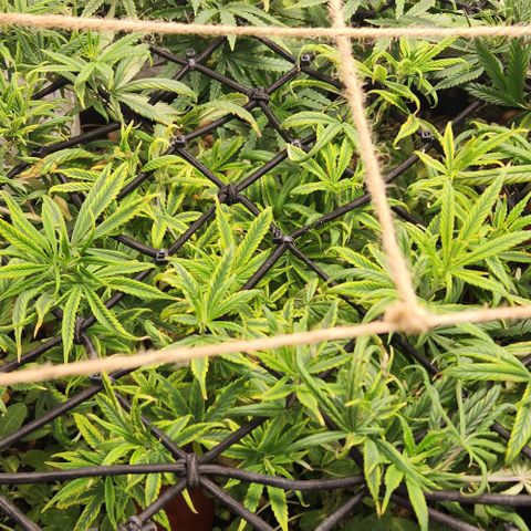 Pineapple Express growlog timeline photo