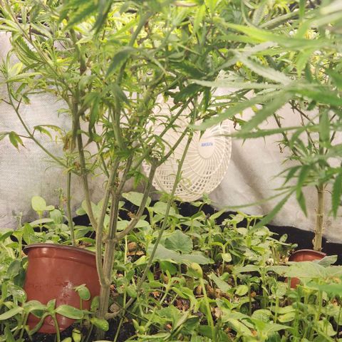 Pineapple Express growlog timeline photo