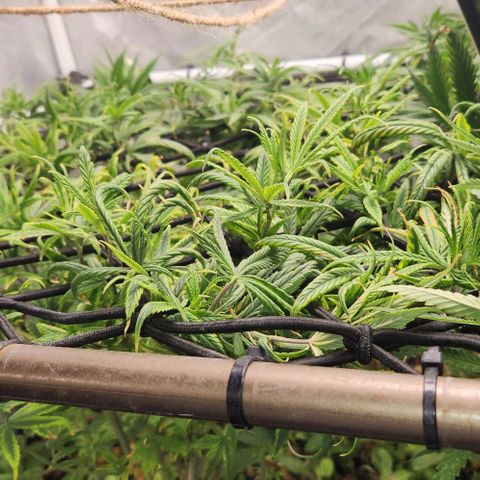 Pineapple Express growlog timeline photo