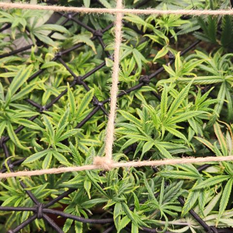 Pineapple Express growlog timeline photo