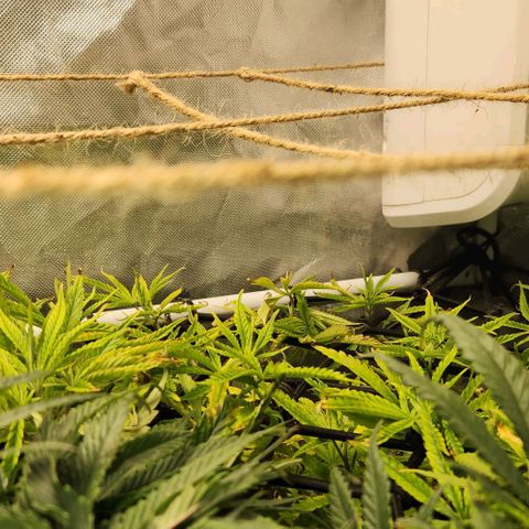 Platinum Girl Scout Cookies growlog timeline photo