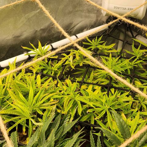 Platinum Girl Scout Cookies growlog timeline photo