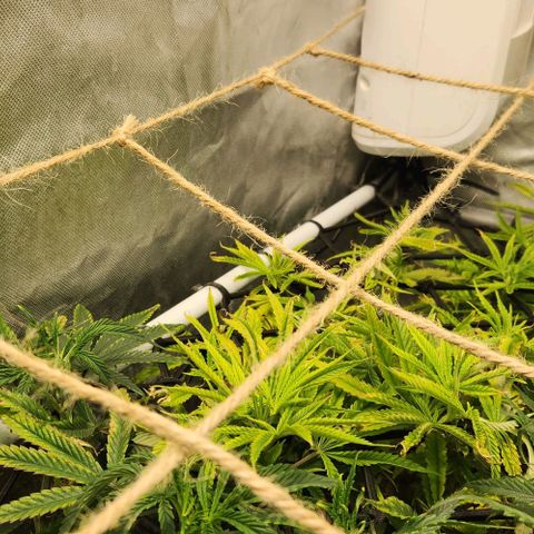 Platinum Girl Scout Cookies growlog timeline photo