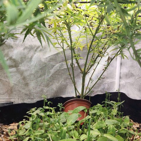 Platinum Girl Scout Cookies growlog timeline photo