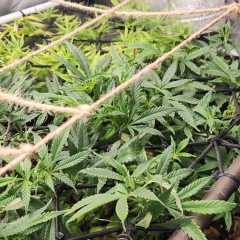 Strawberry Cough growlog timeline photo