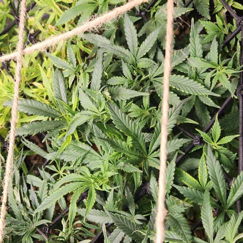 Strawberry Cough growlog timeline photo