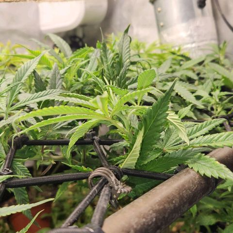 Strawberry Cough growlog timeline photo