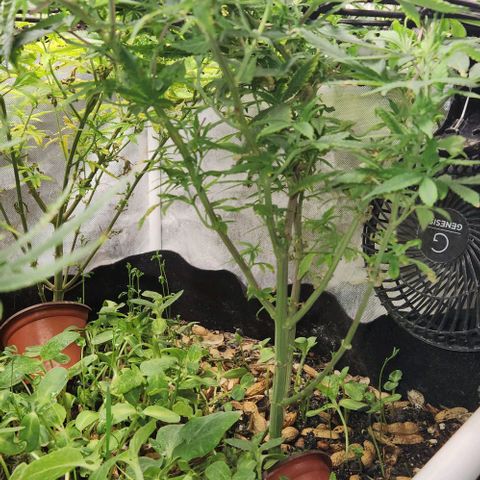 Strawberry Cough growlog timeline photo