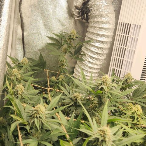 God Bud #1 growlog timeline photo
