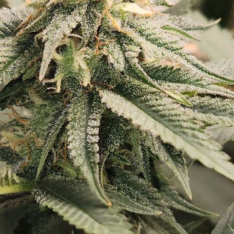 God Bud #1 growlog timeline photo