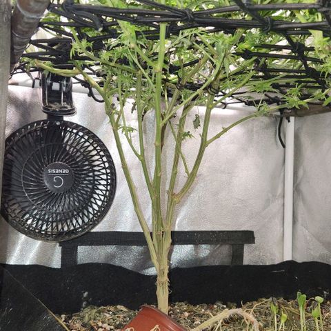 God Bud #1 growlog timeline photo