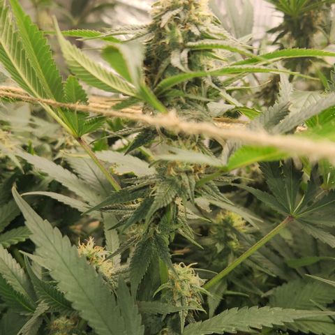 God Bud #1 growlog timeline photo
