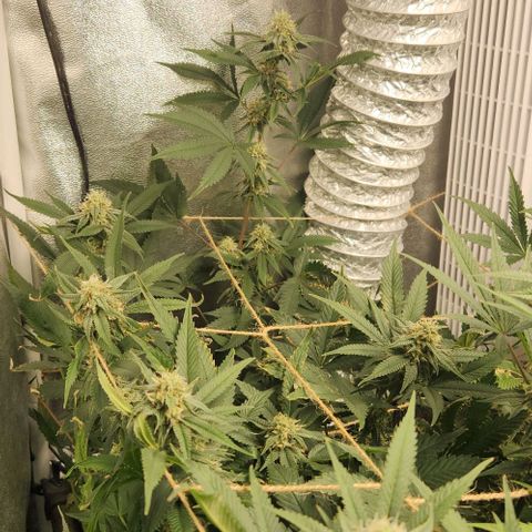 God Bud #1 growlog timeline photo