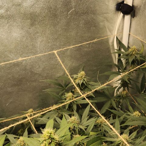 God Bud #2 growlog timeline photo