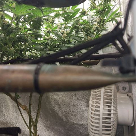 God Bud #2 growlog timeline photo