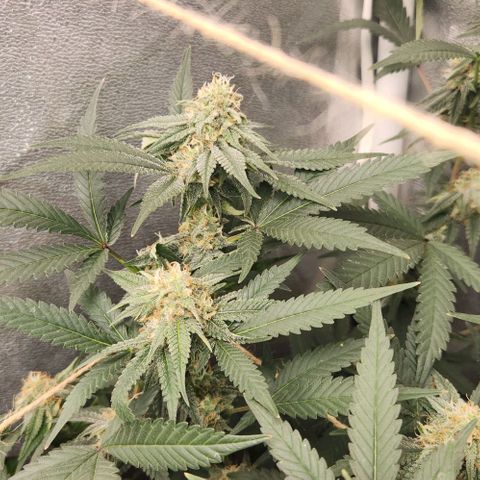 God Bud #2 growlog timeline photo
