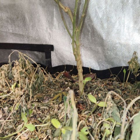 God Bud #2 growlog timeline photo
