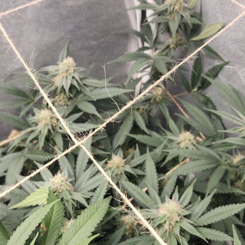 God Bud #2 growlog timeline photo
