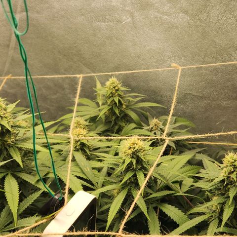 Purple Buddha #1 growlog timeline photo