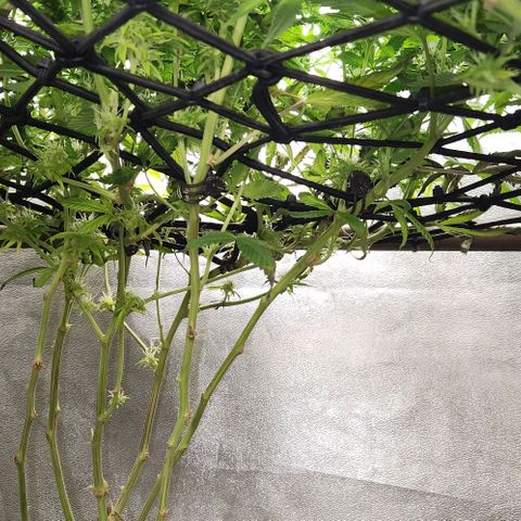 Purple Buddha #1 growlog timeline photo