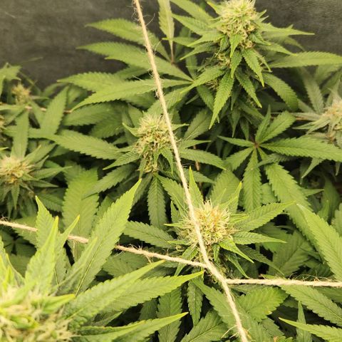 Purple Buddha #1 growlog timeline photo