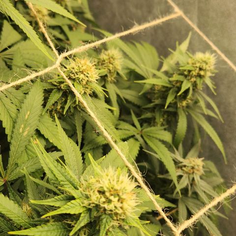 Purple Buddha #1 growlog timeline photo