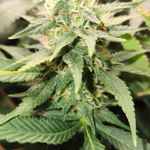 Purple Buddha #2 growlog timeline photo