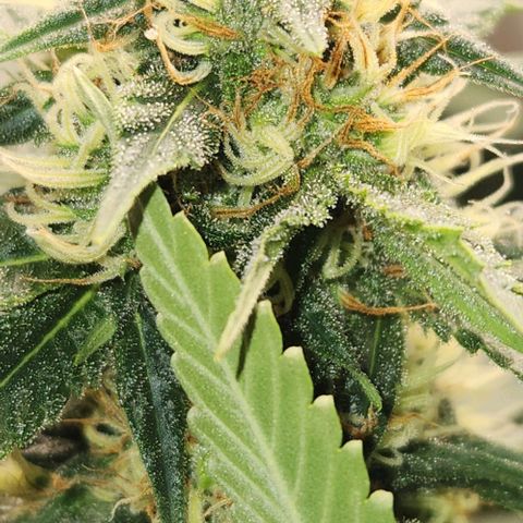 Purple Buddha #2 growlog timeline photo