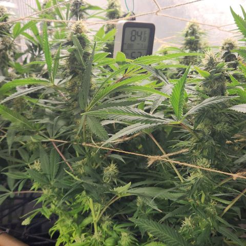 Purple Buddha #2 growlog timeline photo