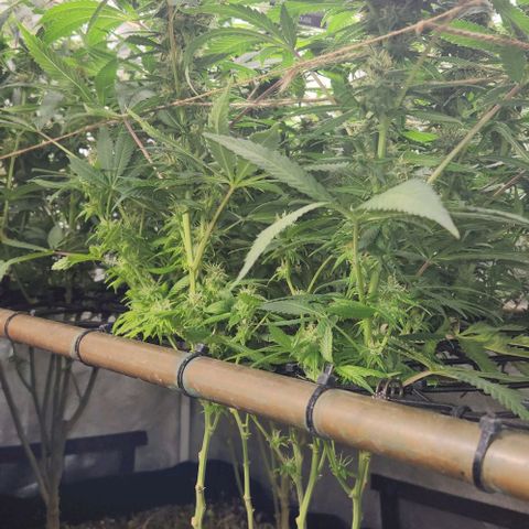 Purple Buddha #2 growlog timeline photo