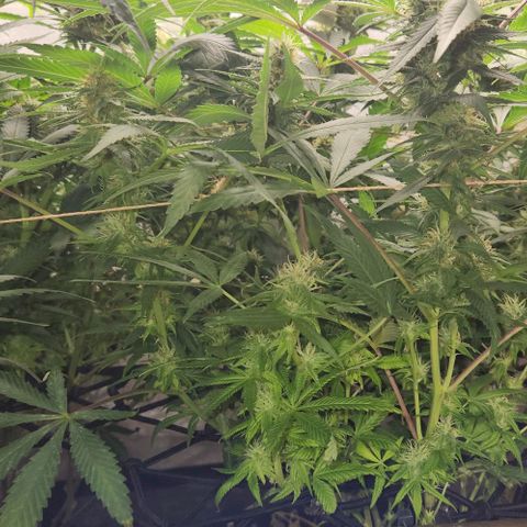 Purple Buddha #2 growlog timeline photo
