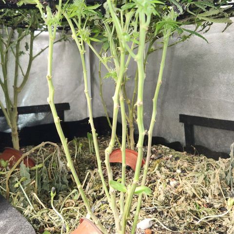 Purple Buddha #2 growlog timeline photo