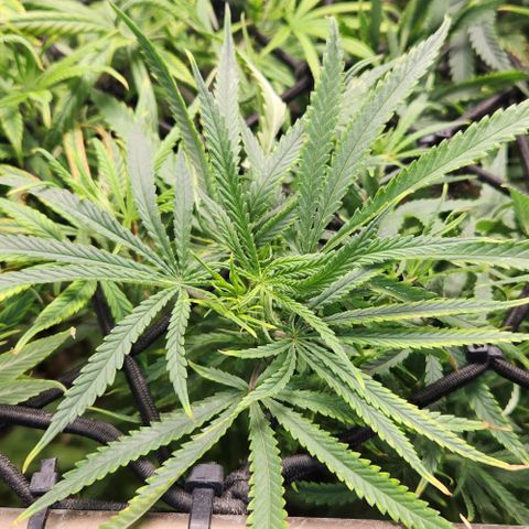 BLUE DREAM growlog timeline photo