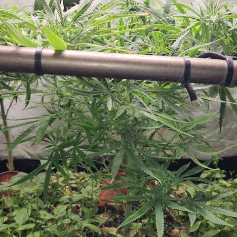 BLUE DREAM growlog timeline photo