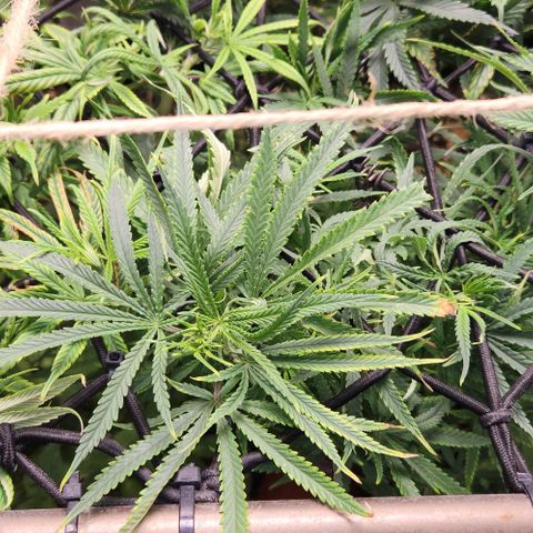 BLUE DREAM growlog timeline photo