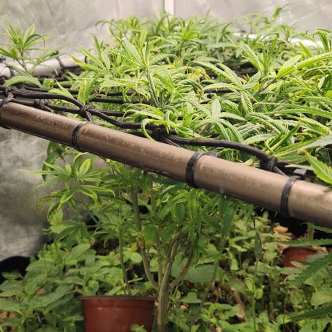 Pineapple Express growlog timeline photo