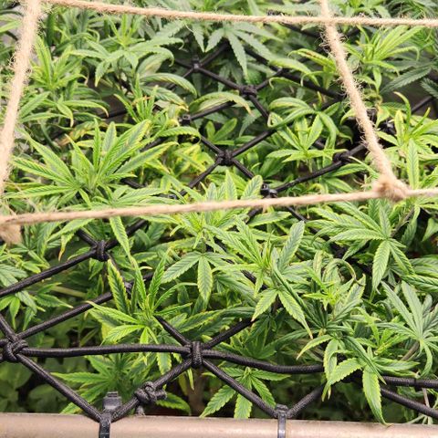 Pineapple Express growlog timeline photo